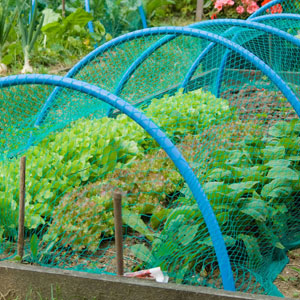 UV protected netting in outdoor application protecting crops from sun and pests